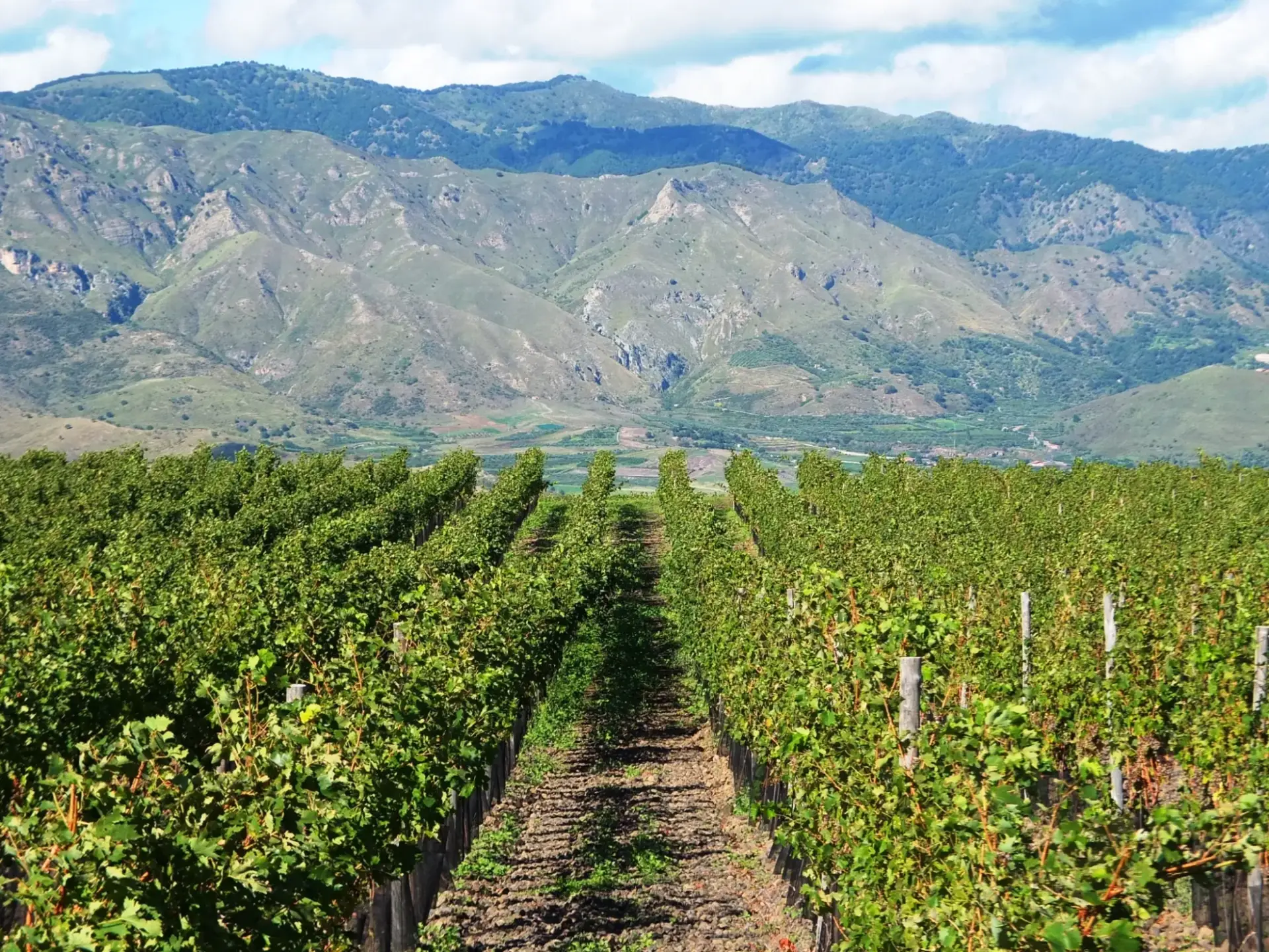 Cantine Locali